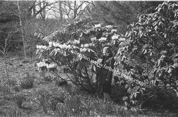 HEADFORD HOUSE  RHODODENDRONS  MADEMOISELLE FRANCOISE REIX